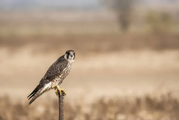 stock image A Peregrine Falcon sitting on top of a tree stomp with the background of grassland inside Tal Chappar, Rajasthan during a wildlife drive inside the sanctuary