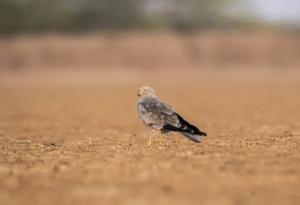 stock image hen harrier (Circus cyaneus), a bird of prey. It breeds in Eurasia, photographed in Lesser rann of Kutch in Gujarat