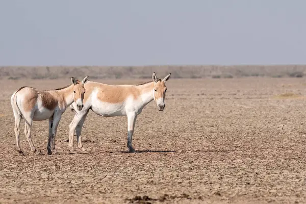 Indian wild ass (Equus hemionus khur), also called the Indian onagers or, in the local Gujarati language, Ghudkhurs and Khurs, is a subspecies of the onagers native to South Asia.