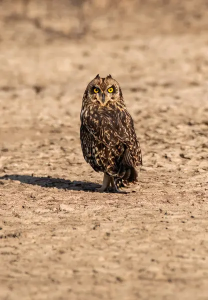 stock image The little owl (Athene noctua), also known as the owl of Athena or owl of Minerva, is a bird that inhabits much of the temperate and warmer parts of Europe, the Palearctic east to Korea, and North Africa. 