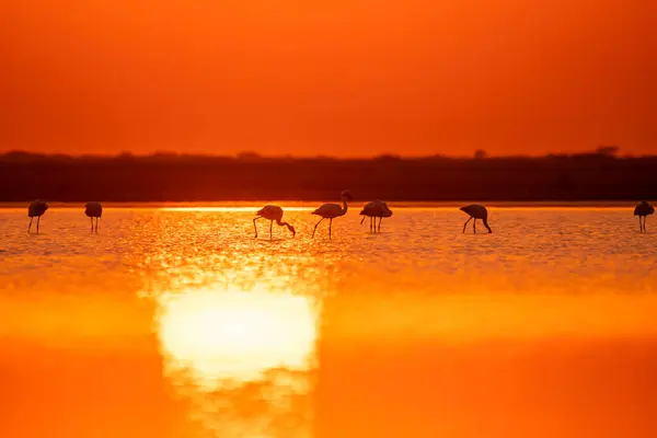 Gün batımında gölde yürüyen bir grup güzel flamingo.