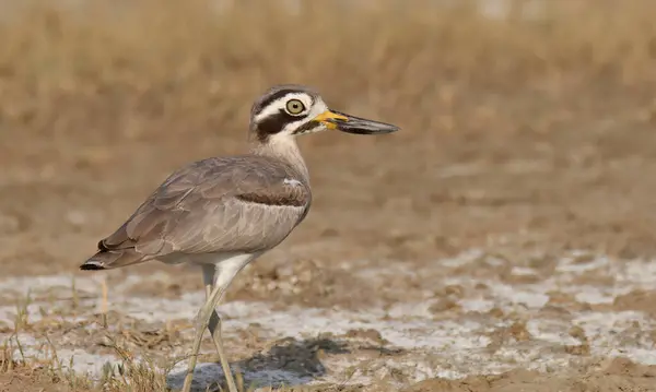 stock image The great stone-curlew or great thick-knee (Esacus recurvirostris), large wader which is a resident breeder in tropical southern Asia