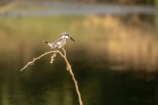 stock image A pied kingfisher sitting on a small perch next to a waterbody in the outskirts of Rann of Kutch during a birding trip in the area