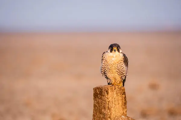 Bir Peregrine Falcon, Tal Chappar, Rajasthan 'daki otlağın arka planına sahip beton bir direğin tepesinde oturuyor.