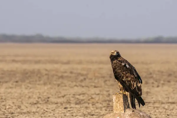 stock image An imperial eagle sitting on top of a stone mound on the salt plains of Wild-ass sanctuary on the outskirts of Lesser rann of kutch