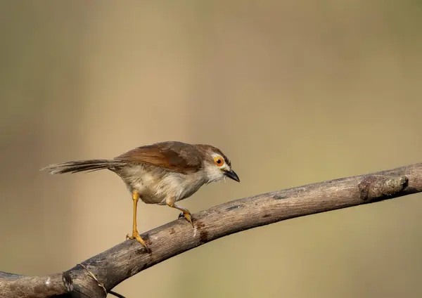 stock image An yellow-eyed babbler perched on top of a tree branch on the outskirts of Bangalore