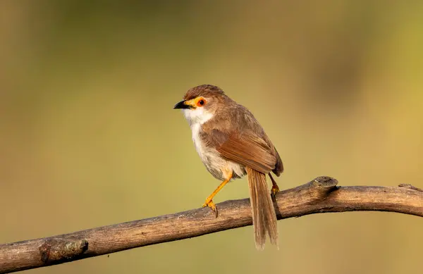 stock image An yellow-eyed babbler perched on top of a tree branch on the outskirts of Bangalore