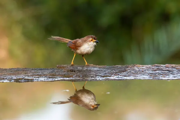 stock image An yellow-eyed babbler perched near a water pond with its reflection in the water on the outskirts of Bangalore