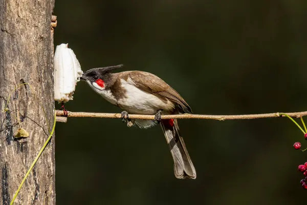 Bangalore 'un eteklerinde meyvelerle beslenen kırmızı bıyıklı bir bulbul.