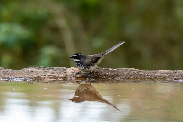 stock image A white-browed fantail sitting next to a water pool with its reflection in the water on the outskirts of Bangalore