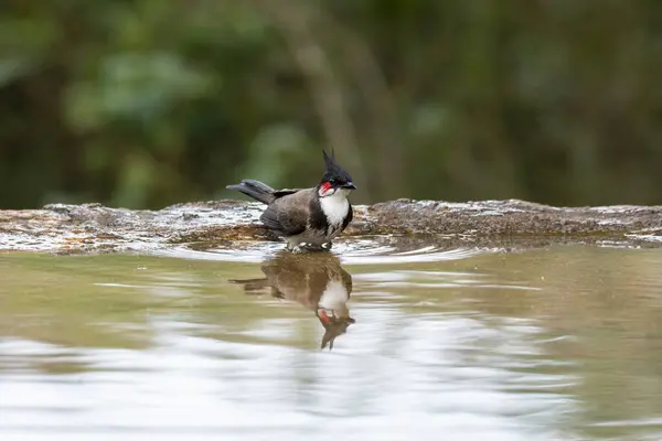 stock image A red-whiskered bulbul sitting next to a waterhole with its reflection in the water on the outskirts of Bangalore