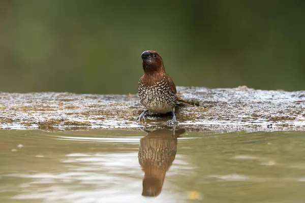 stock image A scaly-breasted munia taking a bath in a small pool of water on the outskirts of Bangalore