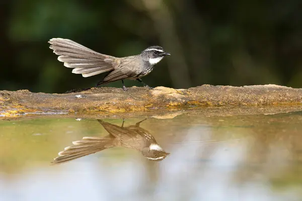 stock image A white-browed fantail sitting next to a water pool with its reflection in the water on the outskirts of Bangalore