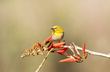 Bangalore 'un eteklerindeki küçük bir çiçek dalının tepesine tünemiş bir Hint beyaz gözü.