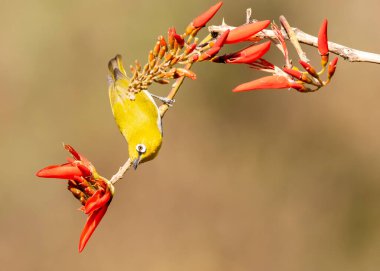 Bangalore 'un eteklerindeki küçük bir çiçek dalının tepesine tünemiş bir Hint beyaz gözü.