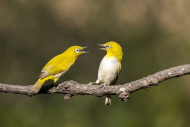 Bangalore 'un varoşlarındaki bir kuş yuvasında doğru bir yer için savaşan iki Hintli Beyazgöz kuşu.