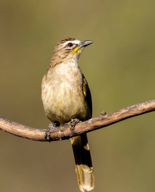 A great tit bird perched on top of a tree on the outskirts of Bangalore clipart