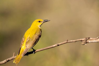 Bangalore 'un eteklerindeki meyvelerle beslenen bir ağacın tepesine tünemiş bir Hint altın oriolü.