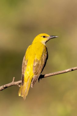 Bangalore 'un eteklerindeki meyvelerle beslenen bir ağacın tepesine tünemiş bir Hint altın oriolü.