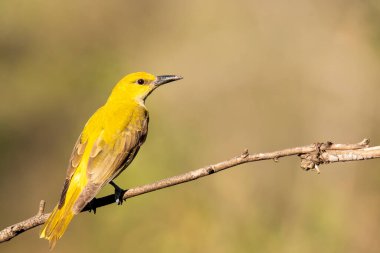 Bangalore 'un eteklerindeki meyvelerle beslenen bir ağacın tepesine tünemiş bir Hint altın oriolü.