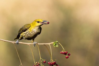 An Indian golden oriole perched on top of a tree feeding on berries on the outskirts of Bangalore clipart