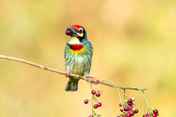 stock image A Coppersmith barbet feeding and perched on top of a berries branch on the outskirts of Bangalore