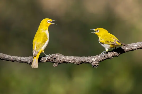 stock image Two Indian Whiteeye birds fighting for a right space in a feeding station at a bird hide on the outskirts of Bangalore