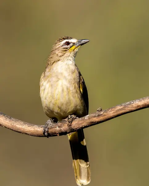 stock image A great tit bird perched on top of a tree on the outskirts of Bangalore