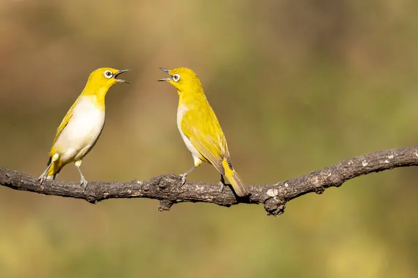 stock image Two Indian Whiteeye birds fighting for a right space in a feeding station at a bird hide on the outskirts of Bangalore