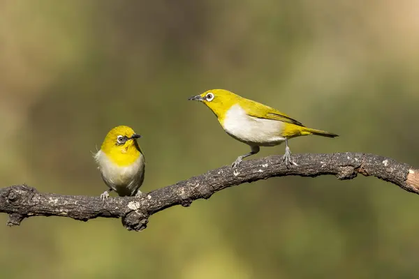 stock image Two Indian Whiteeye birds fighting for a right space in a feeding station at a bird hide on the outskirts of Bangalore