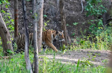 A dominant tigress named Baras approaching a waterhole on a hot summer day inside Khursaphar zone of Pench Tiger Reserve during a wildlife safari clipart