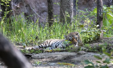 A dominant tigress named Baras relaxing near a waterhole on a hot summer day inside Khursaphar zone of Pench Tiger Reserve during a wildlife safari clipart