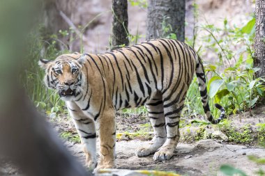 A dominant tigress named Baras relaxing near a waterhole on a hot summer day inside Khursaphar zone of Pench Tiger Reserve during a wildlife safari clipart