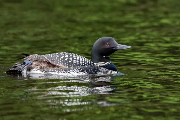 stock image A common loon swimming and fishing in Nelson Lake, Hayward, WI, USA