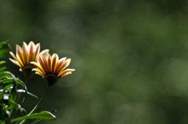Parkta yeşil bir arka planı olan yükselen güneşe karşı sarı bir karahindiba.