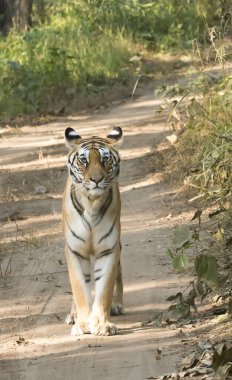 Vahşi yaşam safarisi sırasında Pench Tiger Reserve 'in Khursaphar bölgesinde, sıcak bir yaz gününde Bindu adında dişi bir kaplan safari pistinde duruyor.