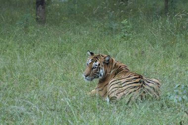 Sıcak bir yaz gününde Pench Tiger Reserve 'in Khursaphar bölgesinde vahşi yaşam safarisi sırasında dinlenen dişi kaplan.