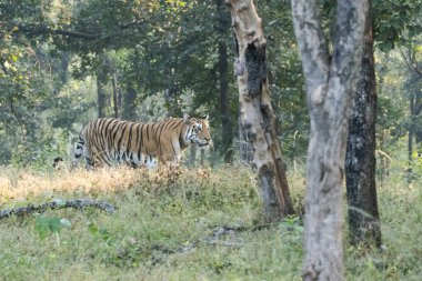 Colarwalli adında dişi bir kaplan vahşi yaşam safarisi sırasında Pench Tiger Reserve 'de sıcak bir yaz günü bölgesinde devriye geziyor.