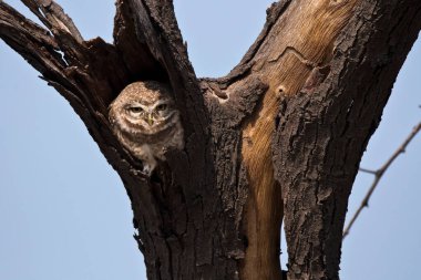 A spotted owl looking out of its nest in the tree inside Bharatpur bird sanctuary on a cold winter day clipart