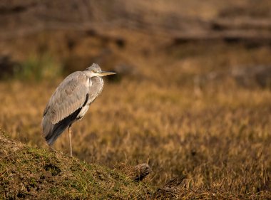 A grey heron perched on a mound in the marshy areas inside Bharatpur bird sanctuary during a cold winter morning clipart