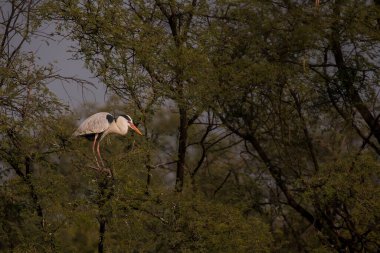 Soğuk bir kış sabahı, Bharatpur 'daki bataklık kuşlarının korunduğu yerde gri bir balıkçıl tünemişti.