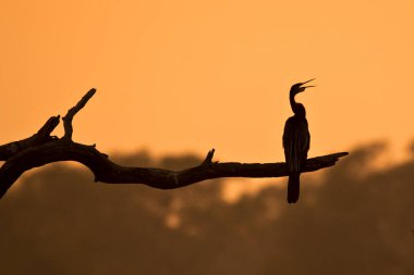 Bharatpur Kuş Sığınağı 'ndaki soğuk bir kış gününde arka planda güzel bir günbatımı olan ağacın tepesine tünemiş bir yılan kuşu.