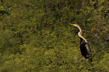 Bir yılan kuş diğer adıyla darter soğuk bir kış akşamı Bharatpur 'daki bir ağacın tepesine tünedi.