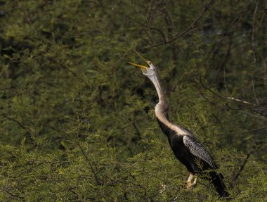 A snake bird aka darter perched on top of a tree inside Bharatpur bird sanctuary during a cold winter evening clipart