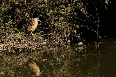 Soğuk bir kış günü Bharatpur 'da bir su deresinin yanında duran sarı bir acı bittern.