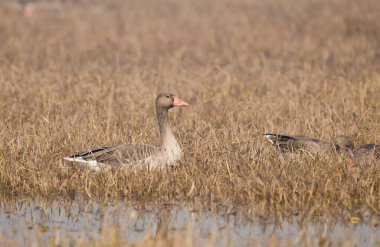 A greylag goose sitting inside marshy land inside Keoladeo Ghana bird sanctuary on cold winter day clipart