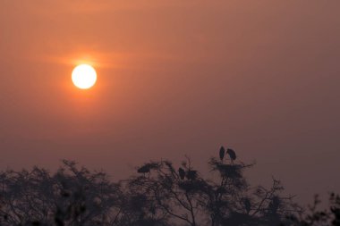 Bharatpur Kuş Sığınağı 'nda güzel bir kış sabahı arkalarında yükselen güneşle birlikte yuvalarında dinlenen boyalı leylek kolonisi.