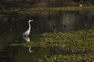 Soğuk bir kış sabahı Bharatpur 'da bataklık arazisinin ortasında çim tarlasında duran bir balıkçıl.