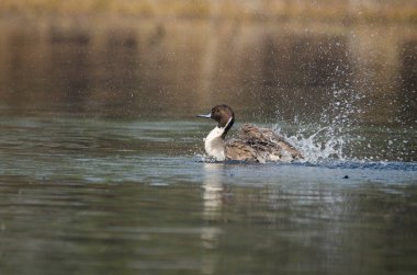 Kuzeyli bir Pintail soğuk bir kış sabahı Bharatpur 'da su birikintilerinde banyo yapıyor.