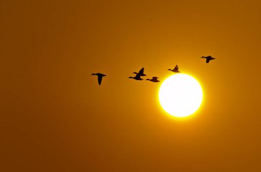 A group of greylag goose  flying away during a beautiful sunset with the sun in the background inside Bharatpur bird sanctuary clipart